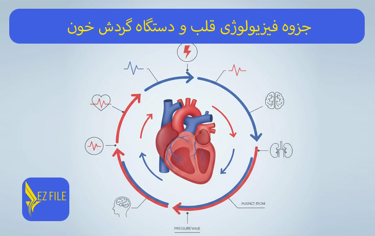 جزوه فیزیولوژی قلب و دستگاه گردش خون