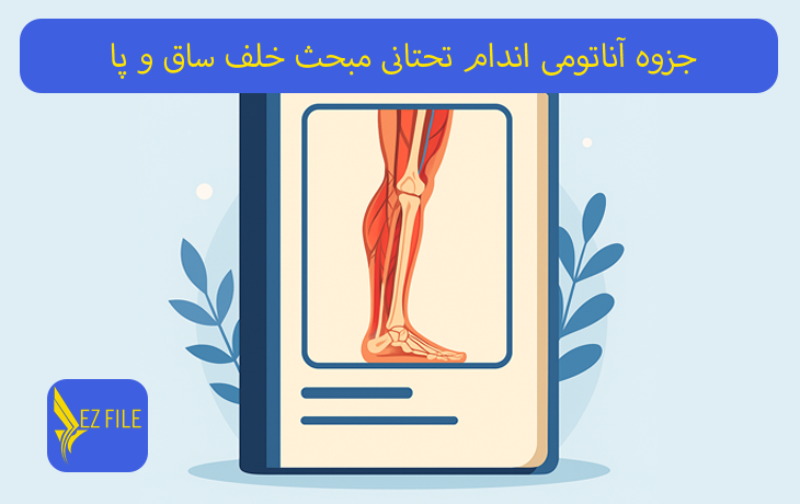 جزوه آناتومی اندام تحتانی مبحث خلف ساق و پا