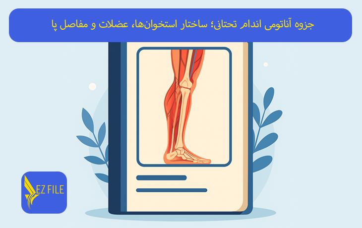 جزوه آناتومی اندام تحتانی؛ ساختار استخوان‌ها، عضلات و مفاصل پا