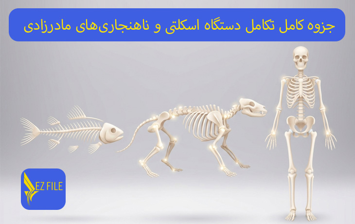 جزوه کامل تکامل دستگاه اسکلتی و ناهنجاری‌های مادرزادی